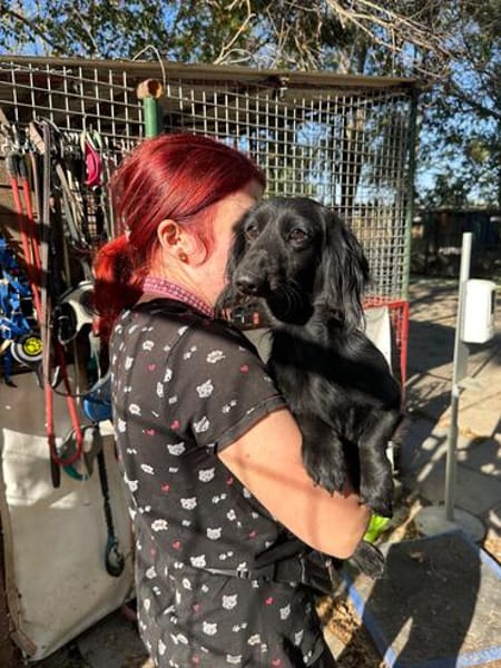 Treuer Begleiter Benji sucht sein Körbchen