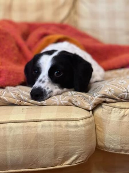 Der süße kleine Schatz sucht ein Zuhause