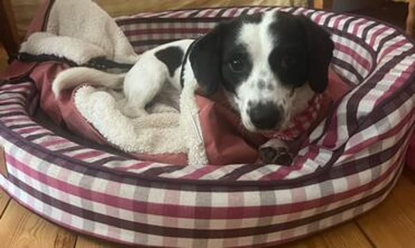 Der süße kleine Schatz sucht ein Zuhause
