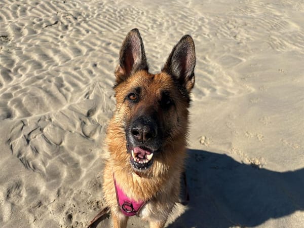 Orla