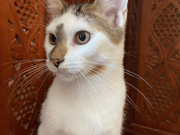 Bowie