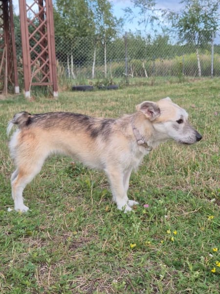 Runa