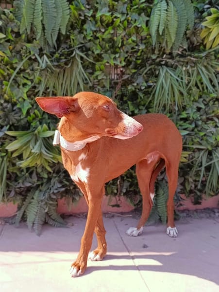 KIKO