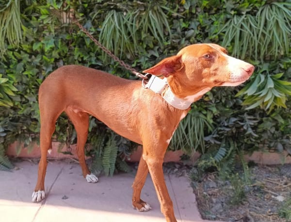 KIKO