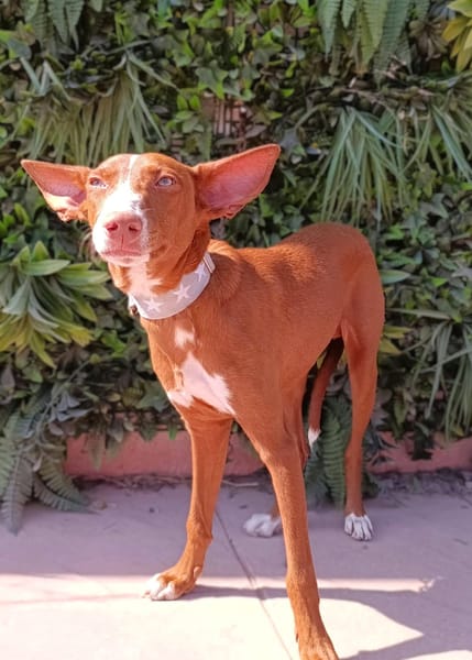 KIKO