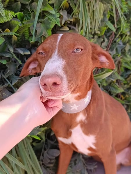 KIKO