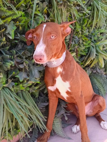 KIKO