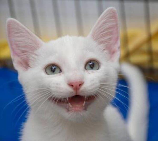 Marmol- kleiner Kuschelkater sucht Zuhause