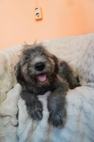 Ted - kleiner Strubbelkopf sucht seine Familie