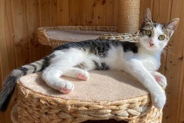 Flecki und Lea suchen eine Familie