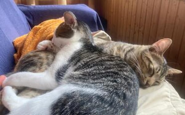 Flecki und Lea suchen eine Familie