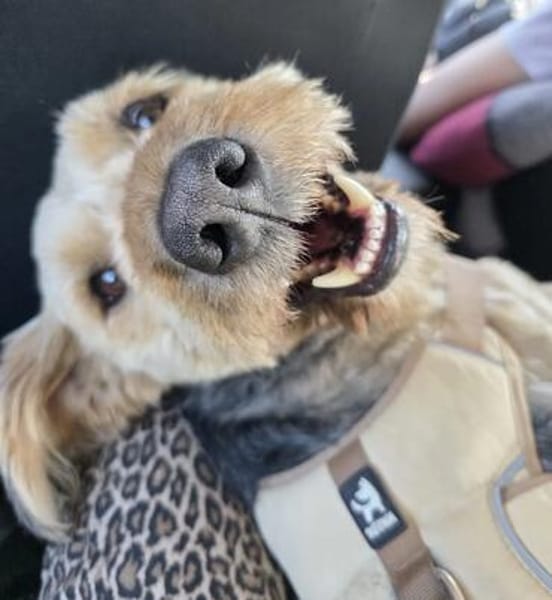 BALU - Großer Wachhund auf kurzen Beinen