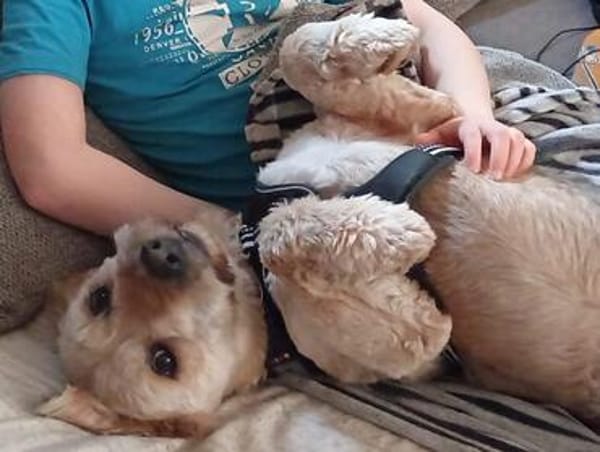 BALU - Großer Wachhund auf kurzen Beinen