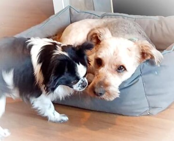BALU - Großer Wachhund auf kurzen Beinen