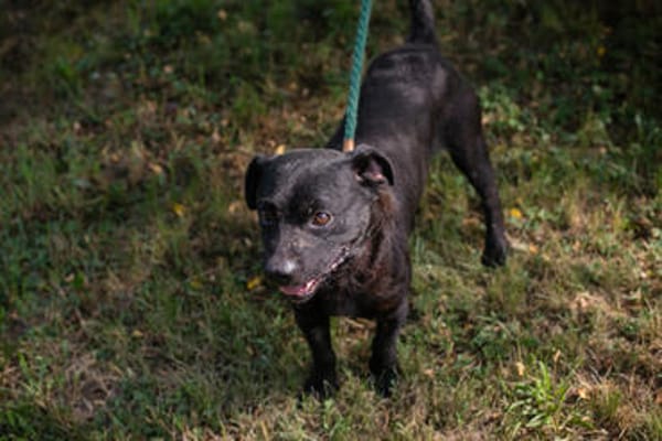 MOSES  Kleiner Herzenshund bereit für neue Abenteuer