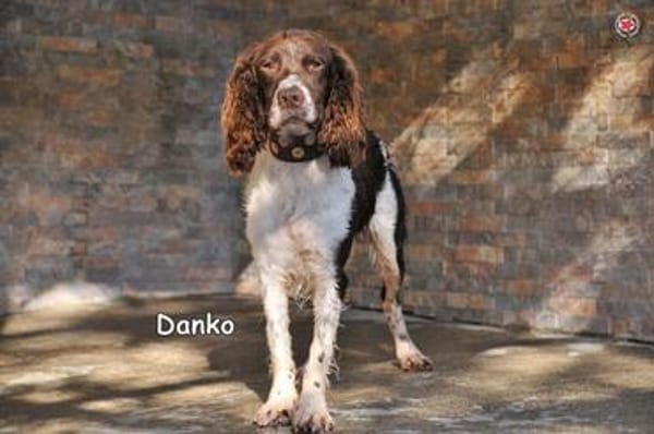 DANKO