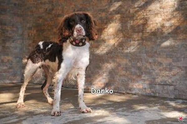 DANKO