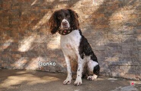 DANKO
