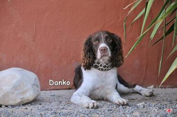 DANKO
