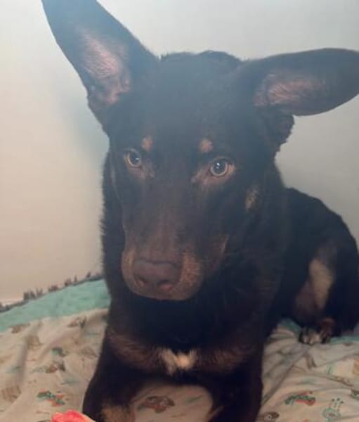 Coco sucht aktive Pflege- oder Endstelle
