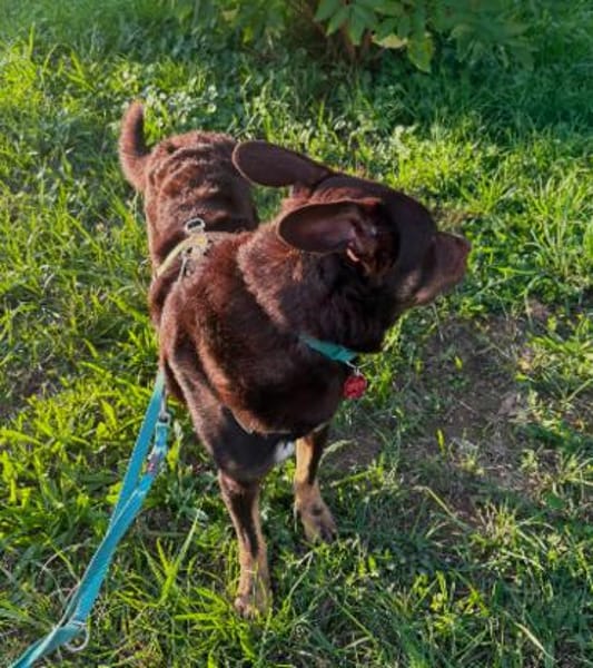 Coco sucht aktive Pflege- oder Endstelle