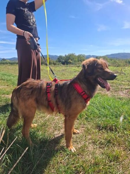 Remus sucht dringend neue Pflegestelle oder Zuhause