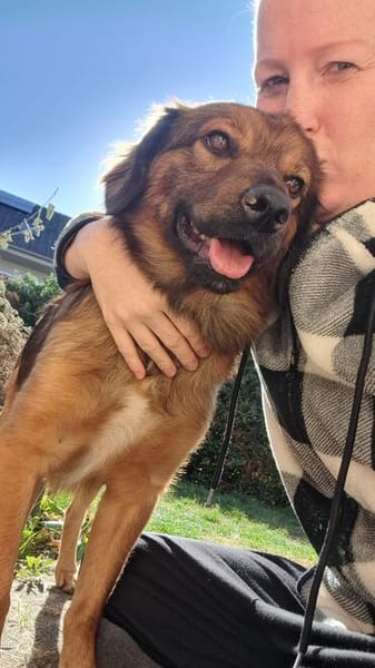 Remus sucht dringend neue Pflegestelle oder Zuhause
