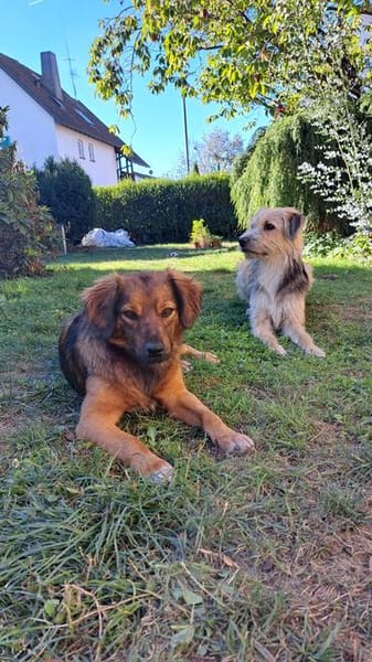 Remus sucht dringend neue Pflegestelle oder Zuhause