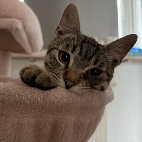 🐾Neugieriger Kater Woody🐾