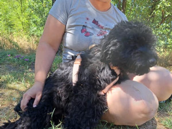 Momo, sensibler Begleiter, ca. 1 Jahr