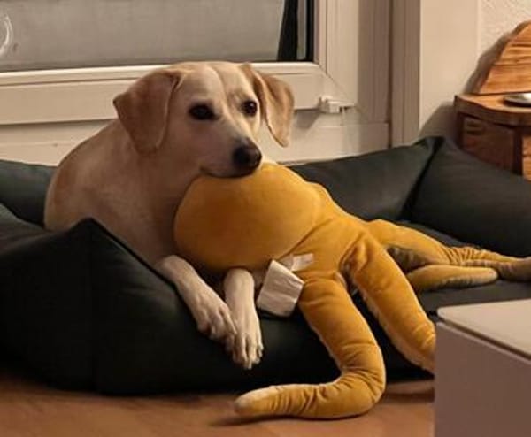 liebe Familienhündin sucht neues Zuhause