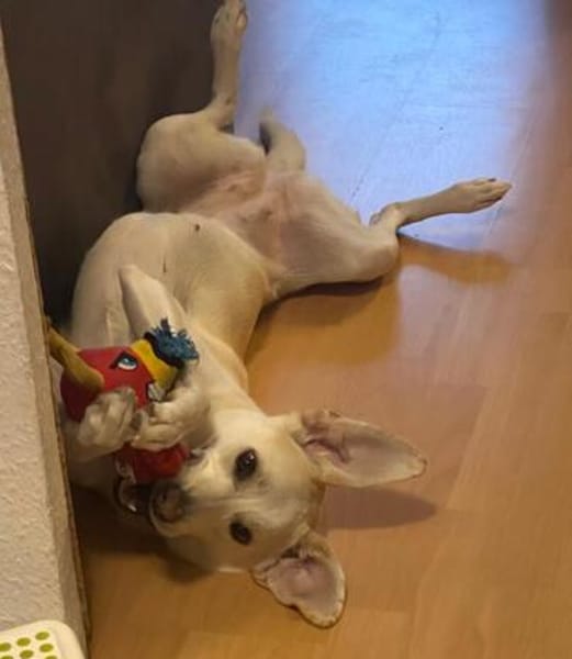 liebe Familienhündin sucht neues Zuhause