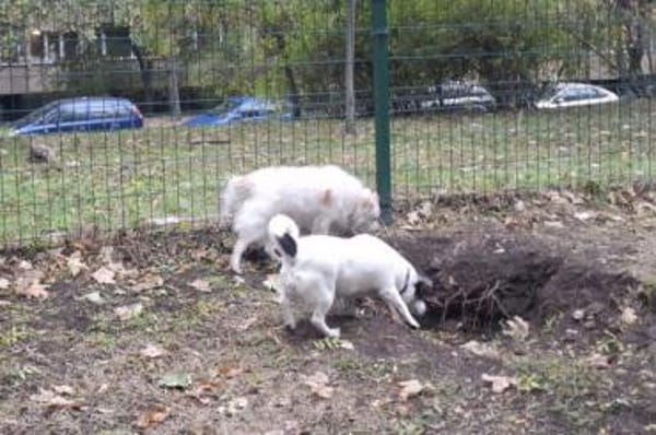 Bibi - stadttaugliche Katzenfreundin