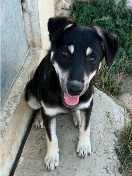 Solvi - bezauberndes Hundemädchen sucht ihr Zuhause