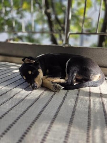 Stitch, ruhiger Welpe sucht neues Zuhause