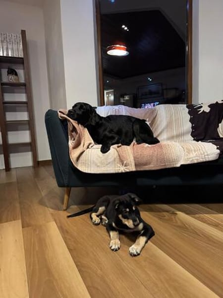 Stitch, ruhiger Welpe sucht neues Zuhause