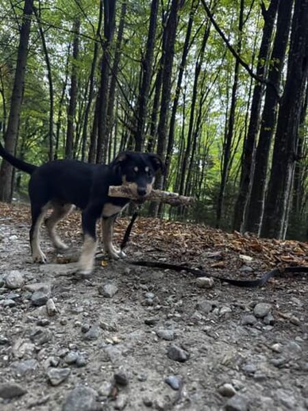 Stitch, ruhiger Welpe sucht neues Zuhause
