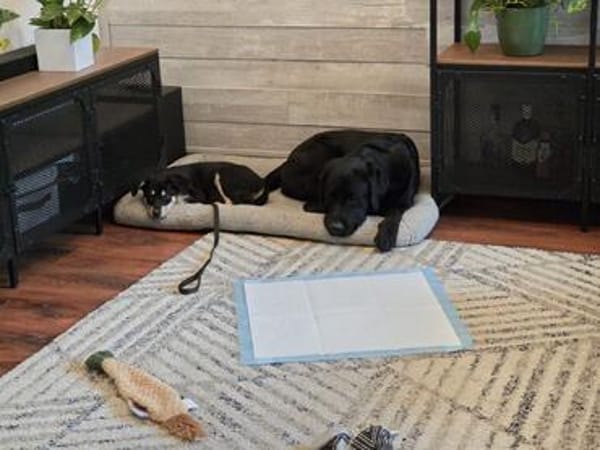 Stitch, ruhiger Welpe sucht neues Zuhause