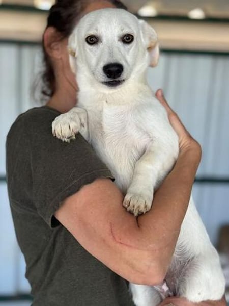 TOTO-zuckersüßer, verspielter Jung-Rüde, 33 cm