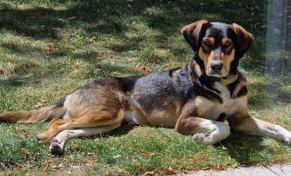 Leni, stubenreine Familienhündin, ca, 2 Jahre, ca. 54 cm. ca