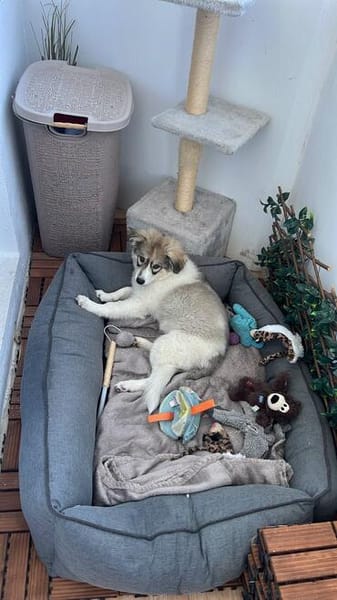 Tiva, intelligenter Welpe sucht neues Zuhause
