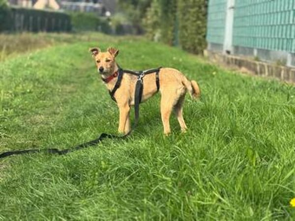 💗🐾 TINY (TYA)  KLEINE HÜNDIN MIT GANZ VIEL LEBENSFREUDE
