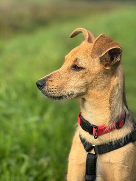 💗🐾 TINY (TYA)  KLEINE HÜNDIN MIT GANZ VIEL LEBENSFREUDE