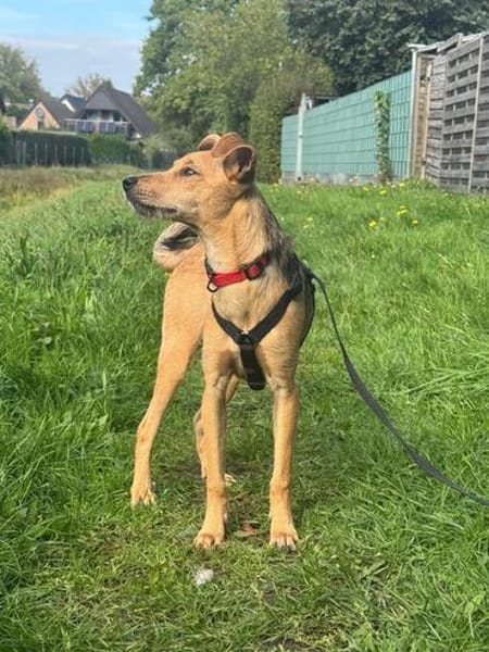 💗🐾 TINY (TYA)  KLEINE HÜNDIN MIT GANZ VIEL LEBENSFREUDE