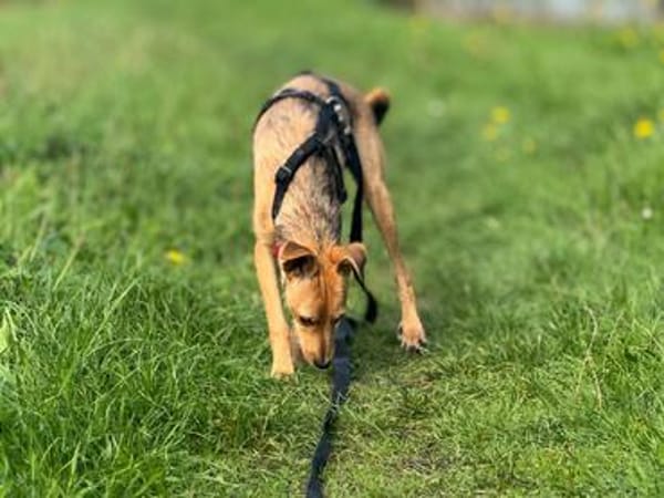 💗🐾 TINY (TYA)  KLEINE HÜNDIN MIT GANZ VIEL LEBENSFREUDE