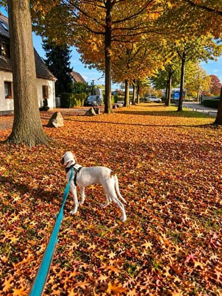 Lexi 🥰 kluge lernbereite Junghündin auf Pflegestelle