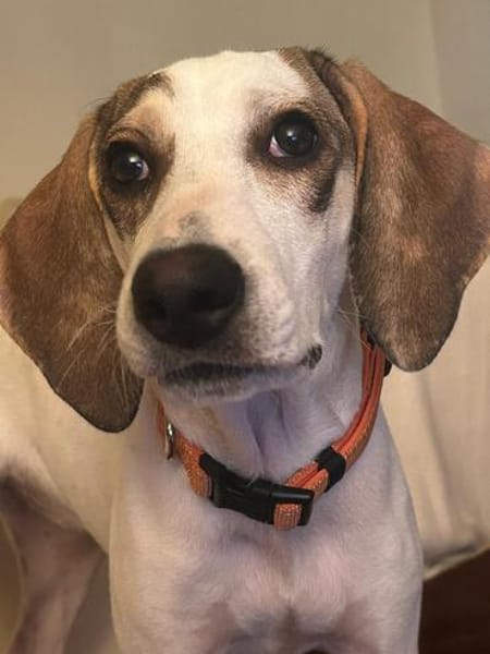 Lexi 🥰 kluge lernbereite Junghündin auf Pflegestelle
