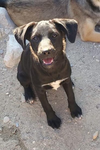 Kleine ♥ Ava ♥ liebe Junghündinschnute wartet in 26789 Leer