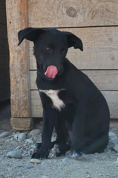 Kleine ♥ Ava ♥ liebe Junghündinschnute wartet in 26789 Leer