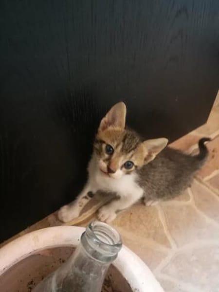 Joey und Chandler aus dem Tierschutz
